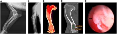 Case Report: First Evidence of a Benign Bone Cyst in an Adult Teckel Dog Treated With Shark Teeth-Derived Bioapatites